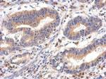 FPGT Antibody in Immunohistochemistry (Paraffin) (IHC (P))