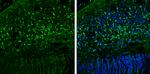 OGFOD1 Antibody in Immunohistochemistry (Frozen) (IHC (F))