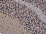 OGFOD1 Antibody in Immunohistochemistry (Paraffin) (IHC (P))