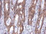 GINS4 Antibody in Immunohistochemistry (Paraffin) (IHC (P))