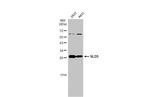 GINS4 Antibody in Western Blot (WB)