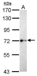 BEGAIN Antibody in Western Blot (WB)