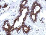 AGBL4 Antibody in Immunohistochemistry (Paraffin) (IHC (P))