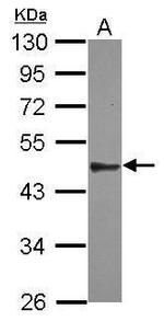 SPATA6 Antibody in Western Blot (WB)