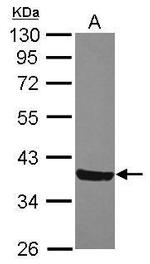 MOSC2 Antibody in Western Blot (WB)