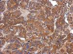 ARHGAP36 Antibody in Immunohistochemistry (Paraffin) (IHC (P))