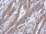 FBXW5 Antibody in Immunohistochemistry (Paraffin) (IHC (P))