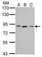 THOC5 Antibody in Western Blot (WB)