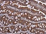 DYNC1LI1 Antibody in Immunohistochemistry (Paraffin) (IHC (P))