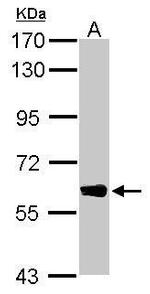 DYNC1LI1 Antibody in Western Blot (WB)