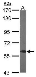 DYNC1LI1 Antibody in Western Blot (WB)