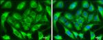 ZC3HAV1 Antibody in Immunocytochemistry (ICC/IF)