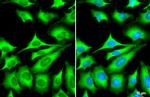 ZC3HAV1 Antibody in Immunocytochemistry (ICC/IF)