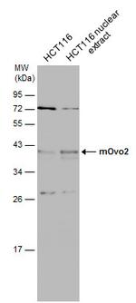 OVOL2 Antibody in Western Blot (WB)