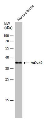 OVOL2 Antibody in Western Blot (WB)