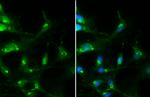 RAB35 Antibody in Immunocytochemistry (ICC/IF)