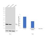 RAB35 Antibody in Western Blot (WB)