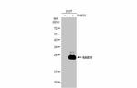 RAB35 Antibody in Western Blot (WB)