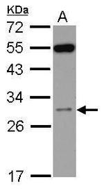 RPS8 Antibody in Western Blot (WB)