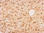 UPRT Antibody in Immunohistochemistry (Paraffin) (IHC (P))