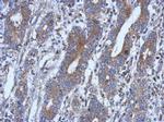 NSUN4 Antibody in Immunohistochemistry (Paraffin) (IHC (P))