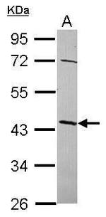 NSUN4 Antibody in Western Blot (WB)