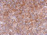 FCHO2 Antibody in Immunohistochemistry (Paraffin) (IHC (P))