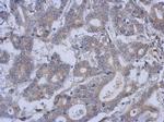 FUZ Antibody in Immunohistochemistry (Paraffin) (IHC (P))