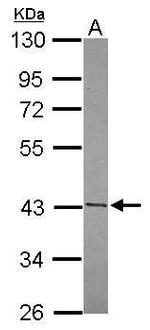 FUZ Antibody in Western Blot (WB)