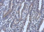 LYPLA3 Antibody in Immunohistochemistry (Paraffin) (IHC (P))