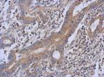 TRIT1 Antibody in Immunohistochemistry (Paraffin) (IHC (P))