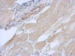 OXR1 Antibody in Immunohistochemistry (Paraffin) (IHC (P))