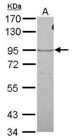 OXR1 Antibody in Western Blot (WB)