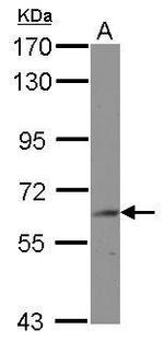 BIN2 Antibody in Western Blot (WB)