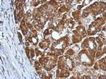 CHST7 Antibody in Immunohistochemistry (Paraffin) (IHC (P))