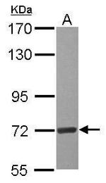 EEFSEC Antibody in Western Blot (WB)