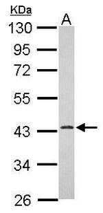 ERLIN1 Antibody in Western Blot (WB)