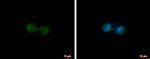 KIF23 Antibody in Immunocytochemistry (ICC/IF)