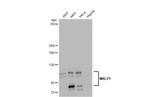 KIF23 Antibody in Western Blot (WB)