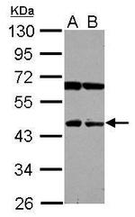 NEU4 Antibody in Western Blot (WB)