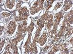 RAB11FIP5 Antibody in Immunohistochemistry (Paraffin) (IHC (P))