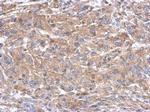 SEMA4B Antibody in Immunohistochemistry (Paraffin) (IHC (P))