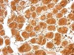 SEMA4B Antibody in Immunohistochemistry (Paraffin) (IHC (P))