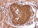 SEMA4B Antibody in Immunohistochemistry (Paraffin) (IHC (P))