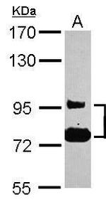 SEMA4B Antibody in Western Blot (WB)