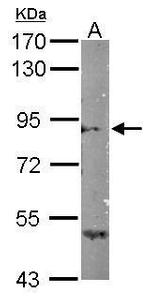 SEMA4B Antibody in Western Blot (WB)