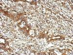 UBXN1 Antibody in Immunohistochemistry (Paraffin) (IHC (P))