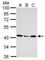 UBXN1 Antibody in Western Blot (WB)