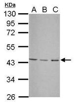 UBXN1 Antibody in Western Blot (WB)