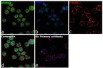 KDM6A Antibody in Immunocytochemistry (ICC/IF)